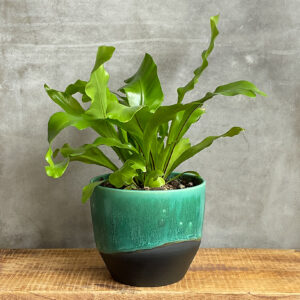 Plantenpot